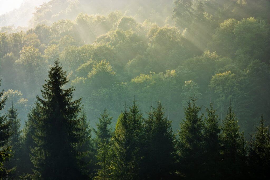 Forêt des Vosges