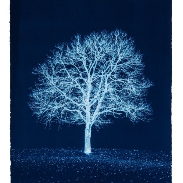 papier pour Cyanotype