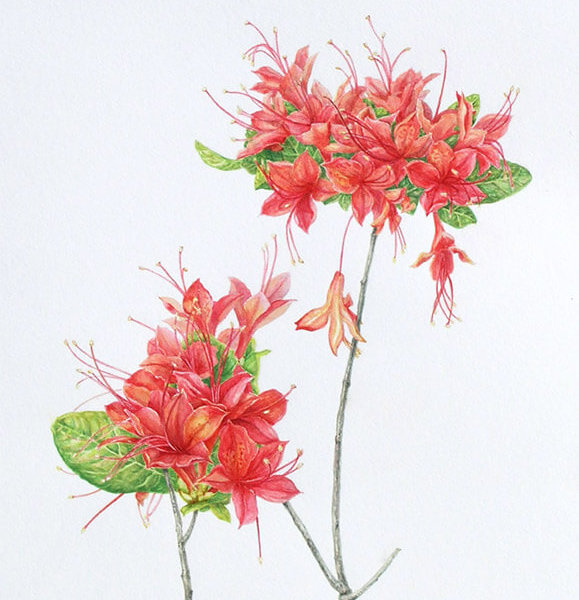 Elena Maza Watercolour