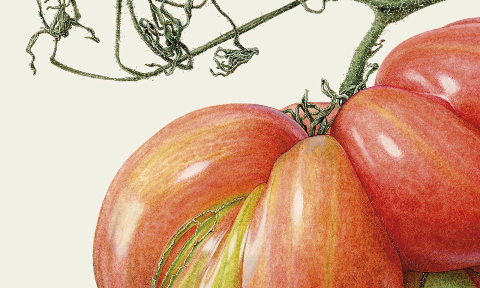 絵画　「緋のひびき」 Botaniphoria Asuka Hishiki : his cabinet of botanical