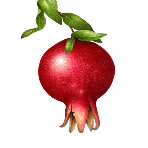 Aquarelle, ARCHES Aquarelle grain satiné - Vincent Jeannerot