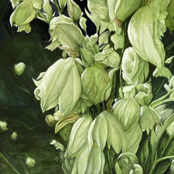 Robert Smith Watercolour, ARCHES Aquarelle