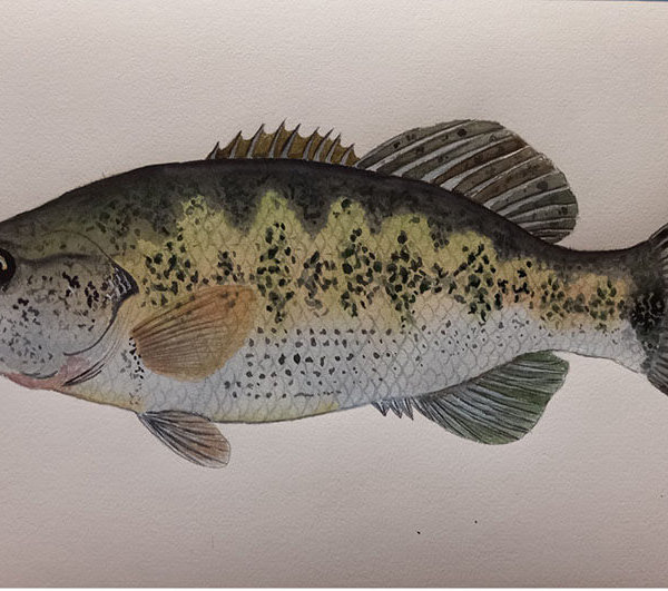 Sergio Nikolayenko Watercolour, ARCHES Aquarelle