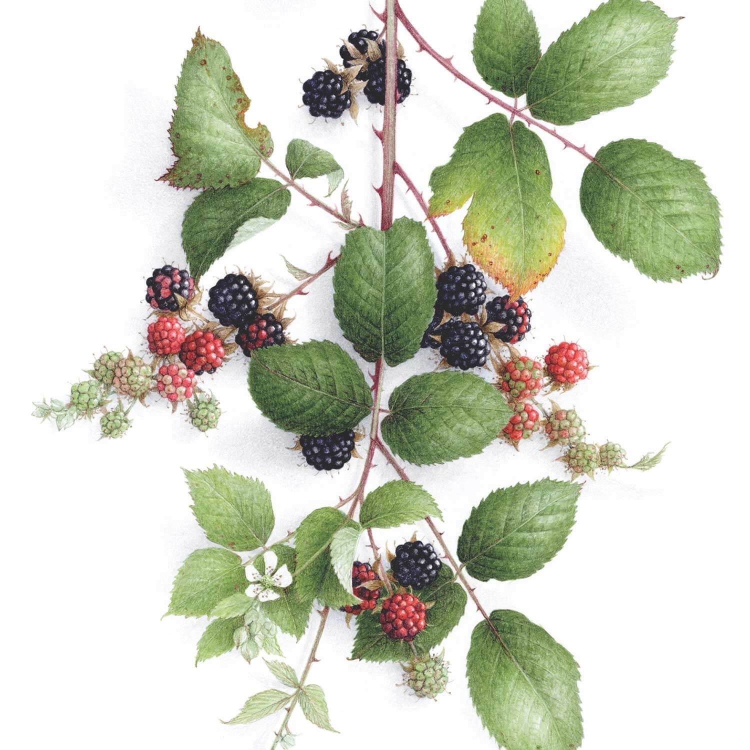 The incredible botanical watercolourist Vincent Jeannerot presents his favourite work and explains the composition of this magnificent mulberry tree.