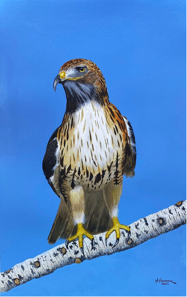 Drawing and painting have been part of Nelson Hammer's life since childhood, evolving into oil painting in college before being set aside after his 1969 graduation for career and family. In 2014, a spontaneous purchase of watercolour supplies reignited his passion, leading him to paint birds inspired by photographs and a fascination with avian detail. Nelson is now a Signature Member of the New England Watercolour Society. Due to exhibition requirements, he expanded his focus to landscapes, drawing on his career as a landscape architect, though his love of birds led him to the Galápagos in 2023. Painting has been a source of grounding through recent years of loss, retirement, and major life changes, guided by a largely self-taught, trial-and-error approach.