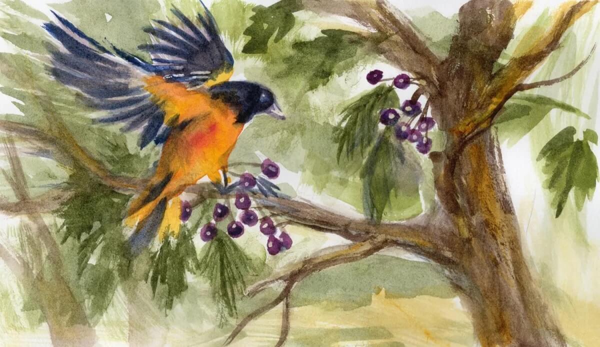 17-X-BK-H-Baltimore-Oriole-Daniel-Smith-Watercolor-in-an-Arches®-Aquarelle-Travel-Travel-Journal-HP